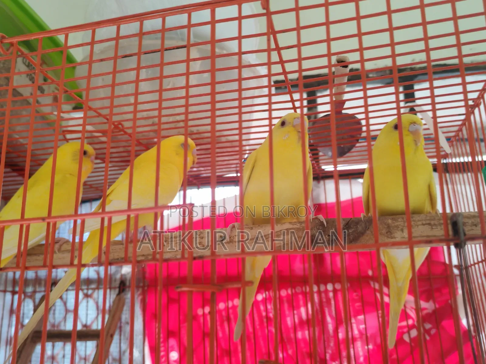 A pair of Lutino Red Eye Budgerigar birds for sale.