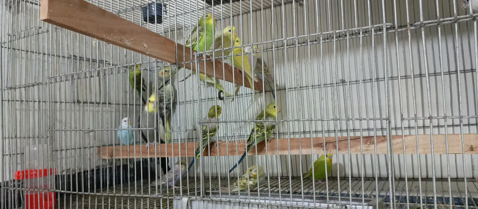 Budgerigar Baby