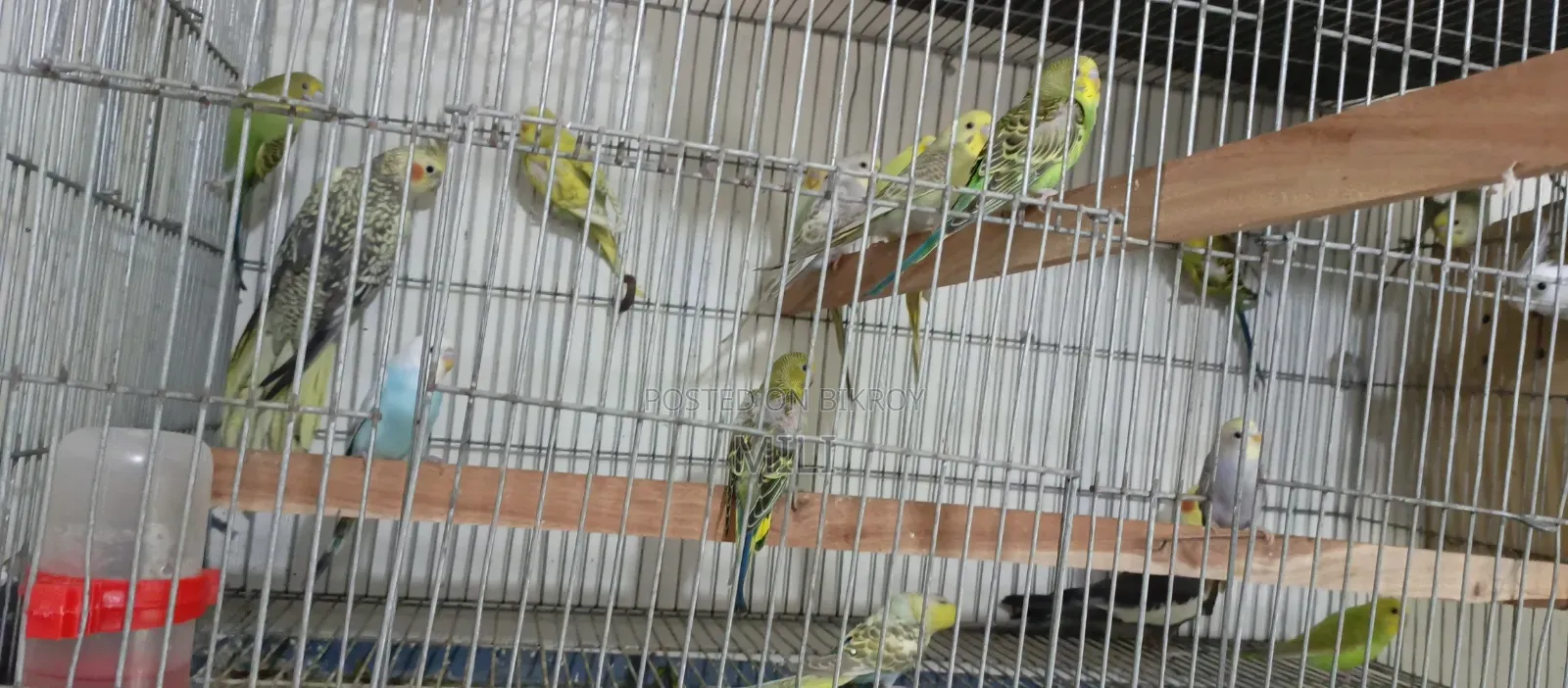 Budgerigar Baby