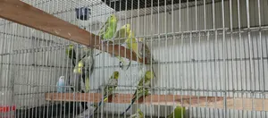 Budgerigar Baby