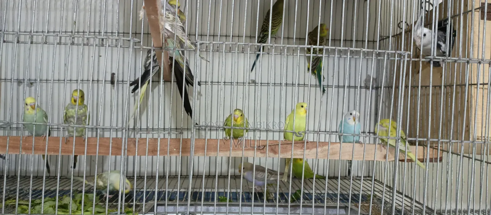 Budgerigar Baby