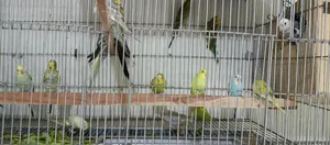Budgerigar Baby