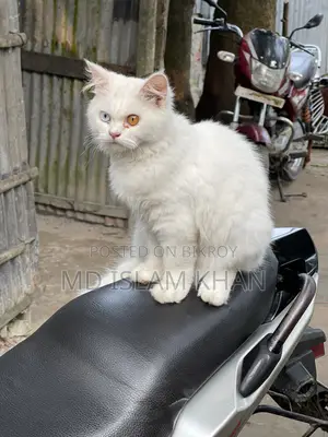 6-12 Months Male Purebred Persian