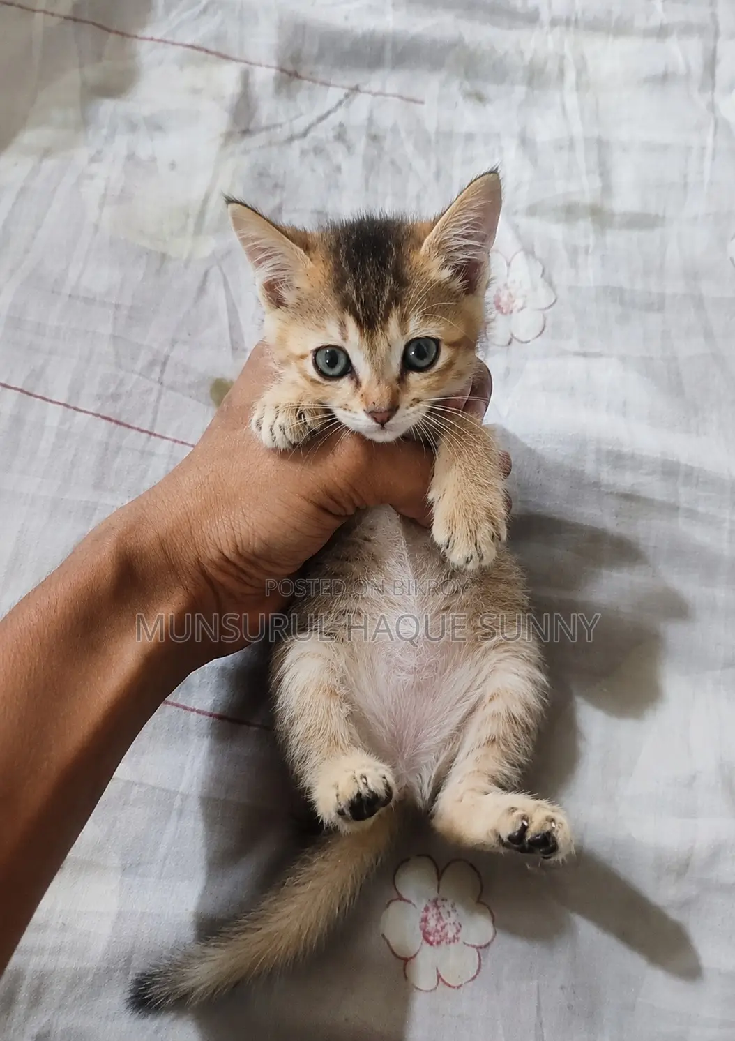 1-3 Months Female Mixed Breed Persian