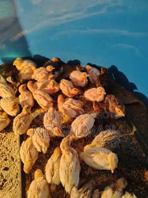 European Giant Coturnix Quail Eggs and Chicks