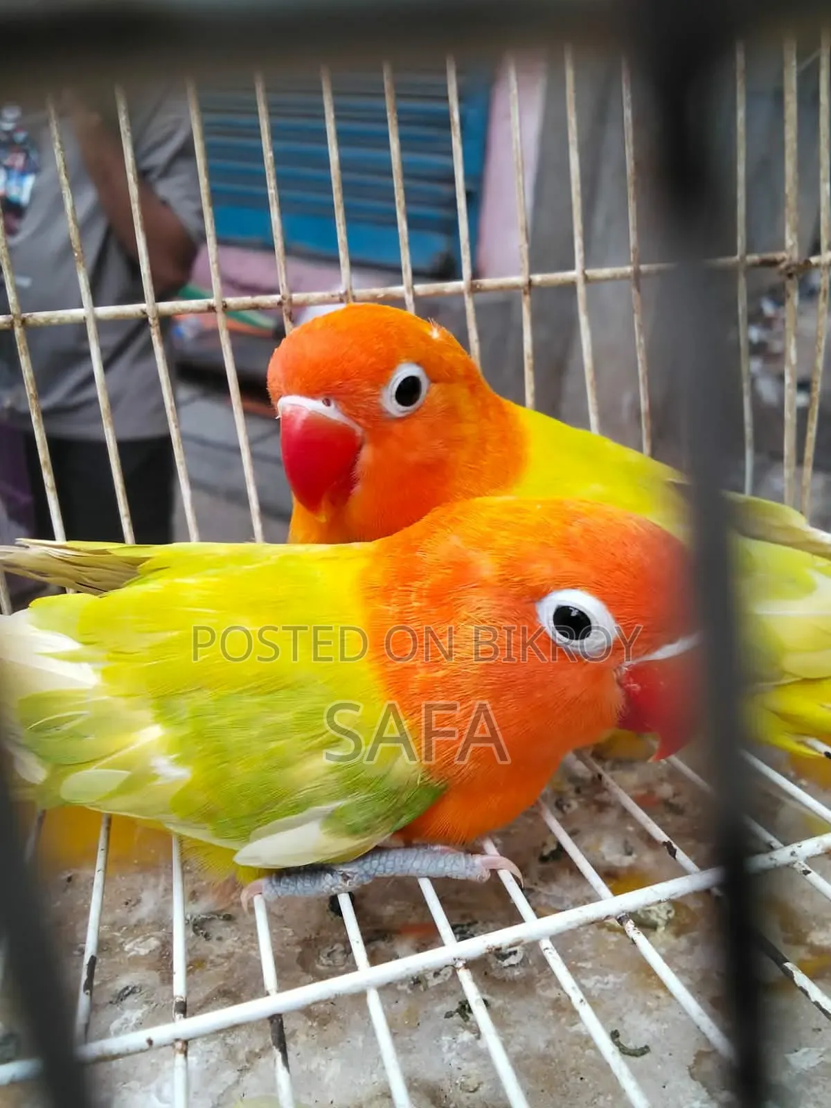 Love Bird (1 Pair)