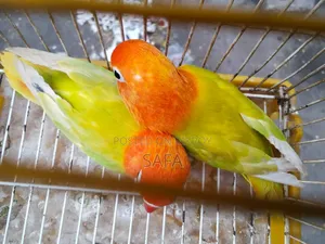 Love Bird (1 Pair)