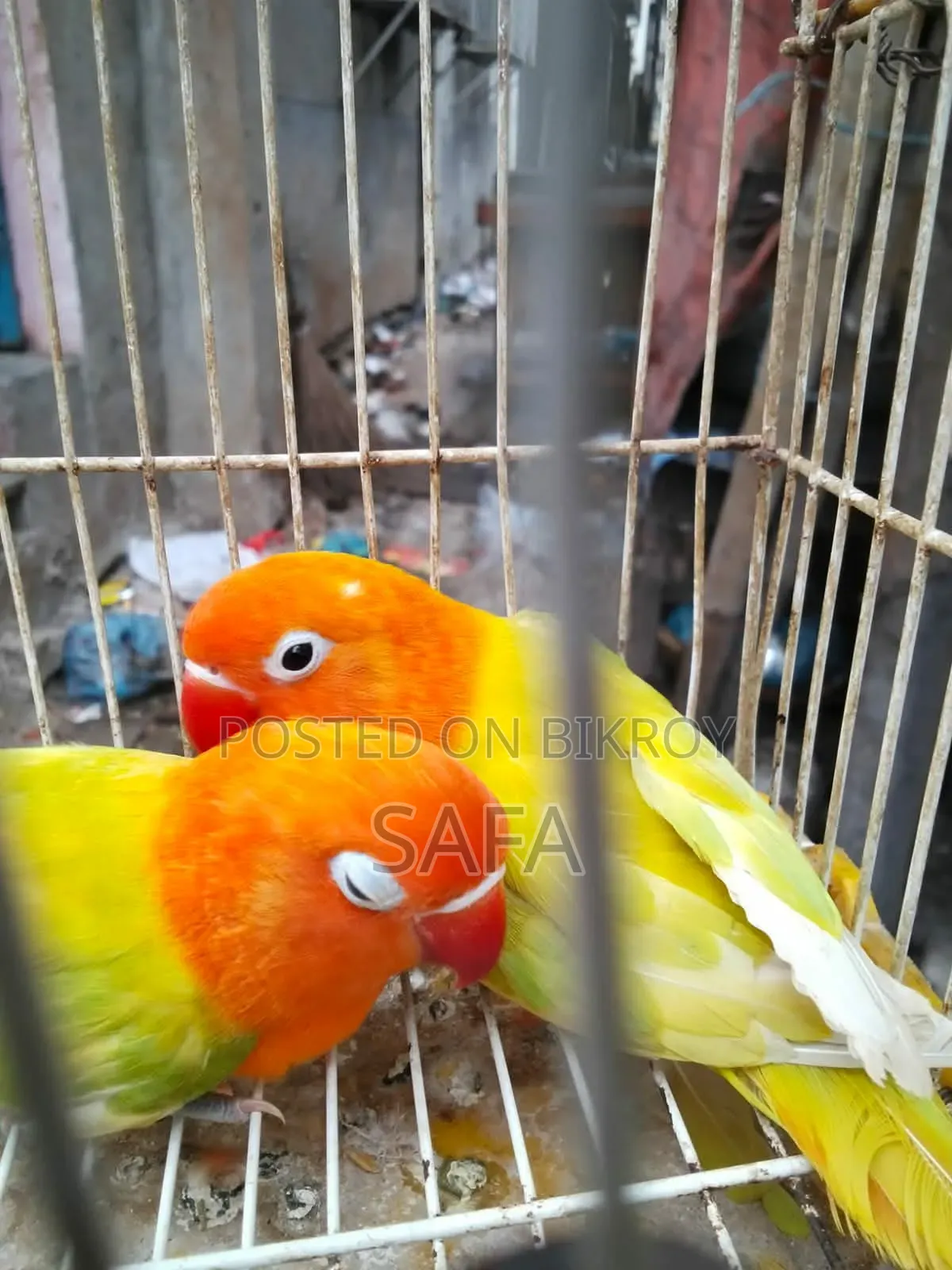 Love Bird (1 Pair)