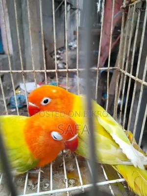 Love Bird (1 Pair)