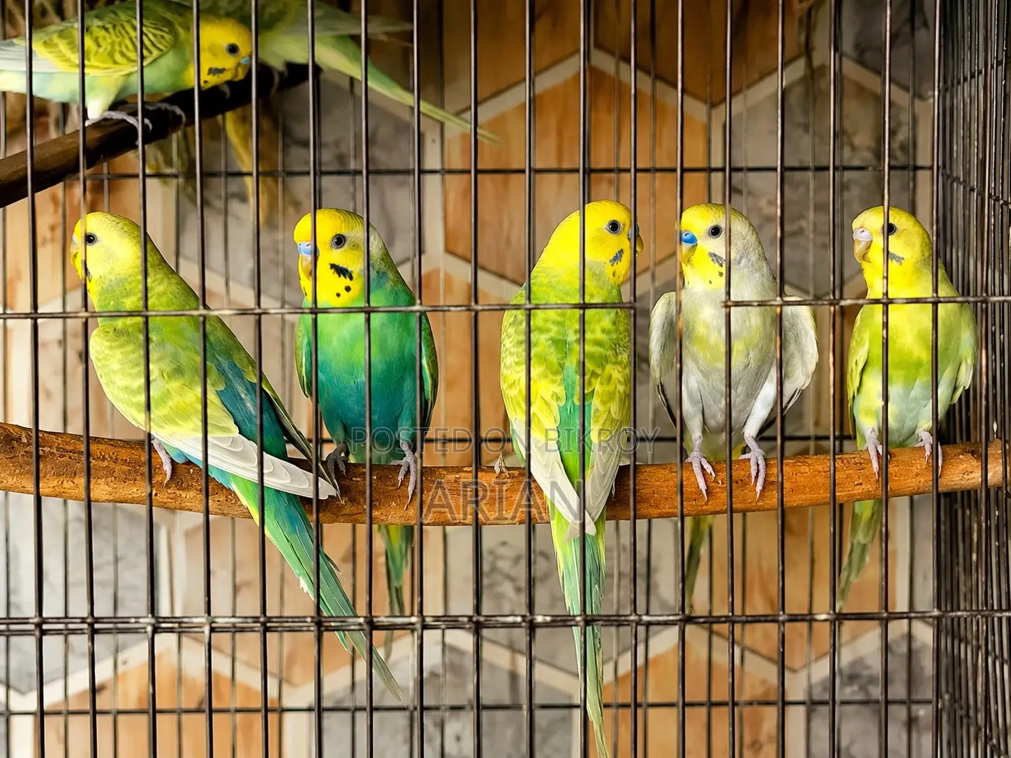 Breeding Pair Budgie for Sale | Healthy Active
