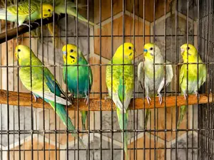 Breeding Pair Budgie for Sale | Healthy Active