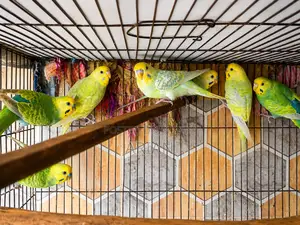 Breeding Pair Budgie for Sale | Healthy Active