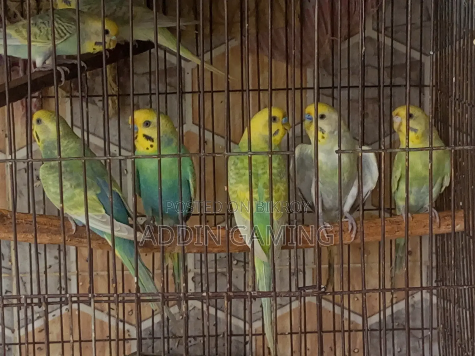 Breeding Pair Budgie for Sale | Healthy Active
