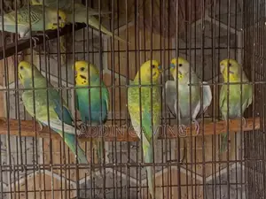 Breeding Pair Budgie for Sale | Healthy Active