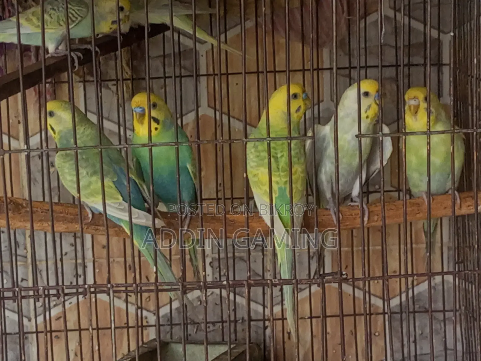 Breeding Pair Budgie for Sale | Healthy Active