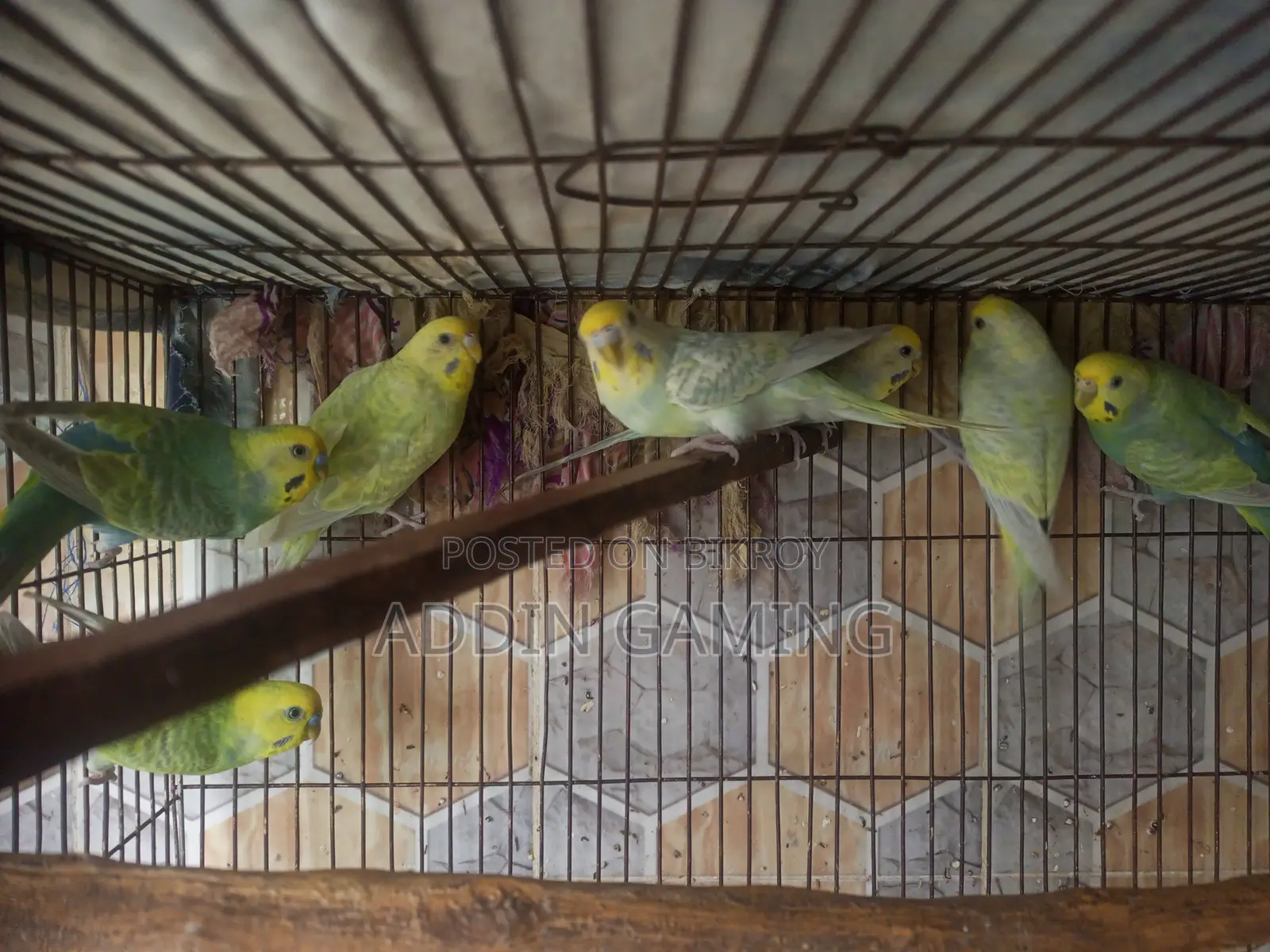 Breeding Pair Budgie for Sale | Healthy Active