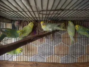 Breeding Pair Budgie for Sale | Healthy Active