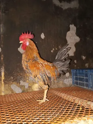 Native Rooster and Hatching Eggs for Sale