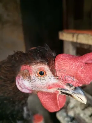 Native Rooster and Hatching Eggs for Sale