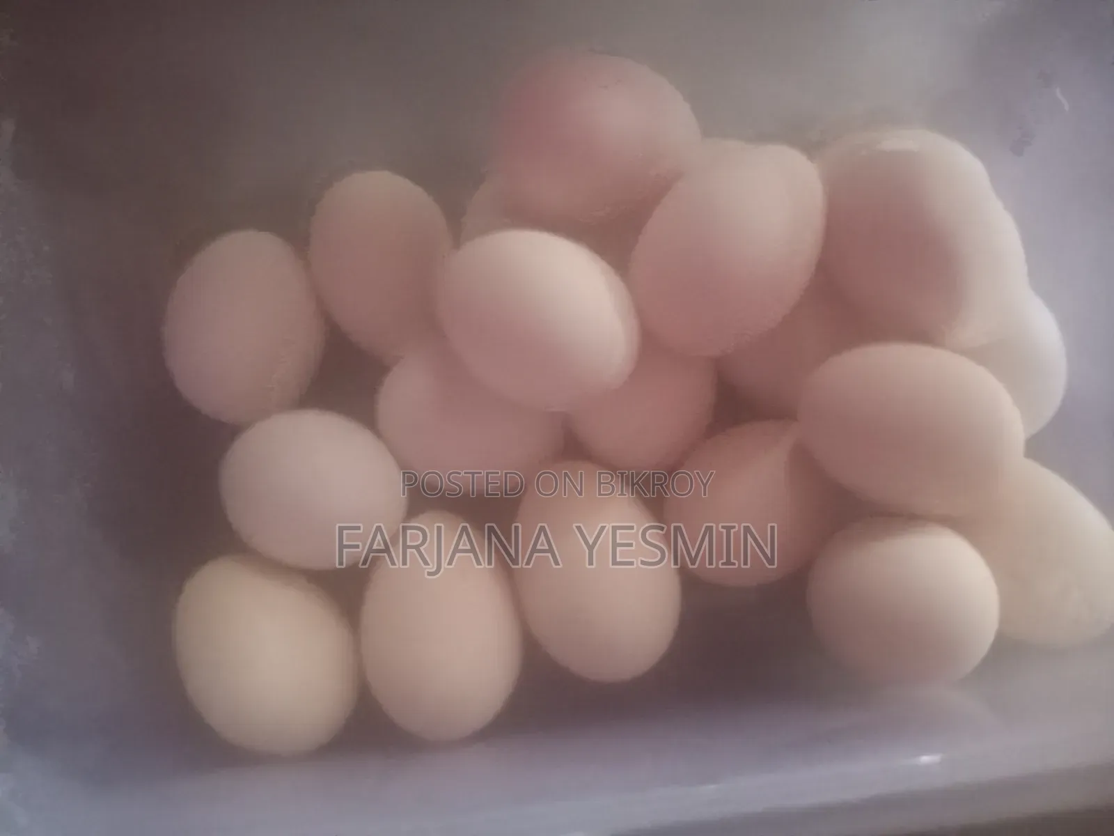 Native Rooster and Hatching Eggs for Sale