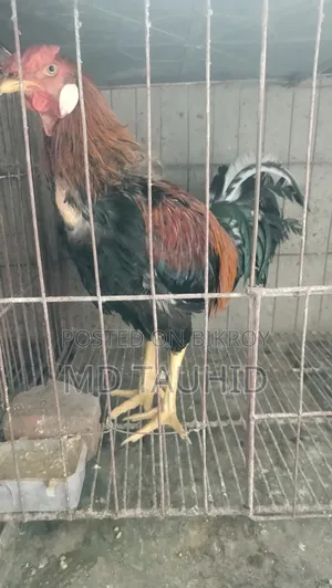 ফাইটার মোরগ