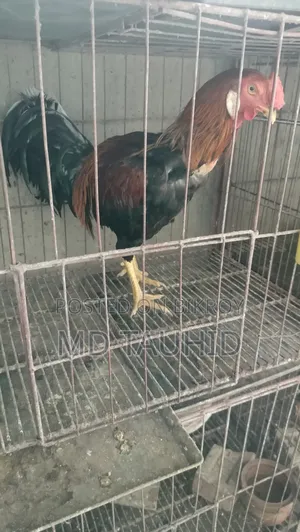ফাইটার মোরগ