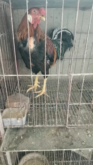 ফাইটার মোরগ