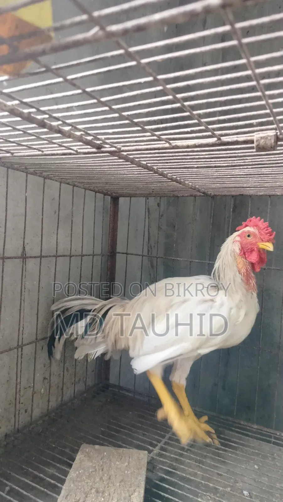 টাইগার মোরগ