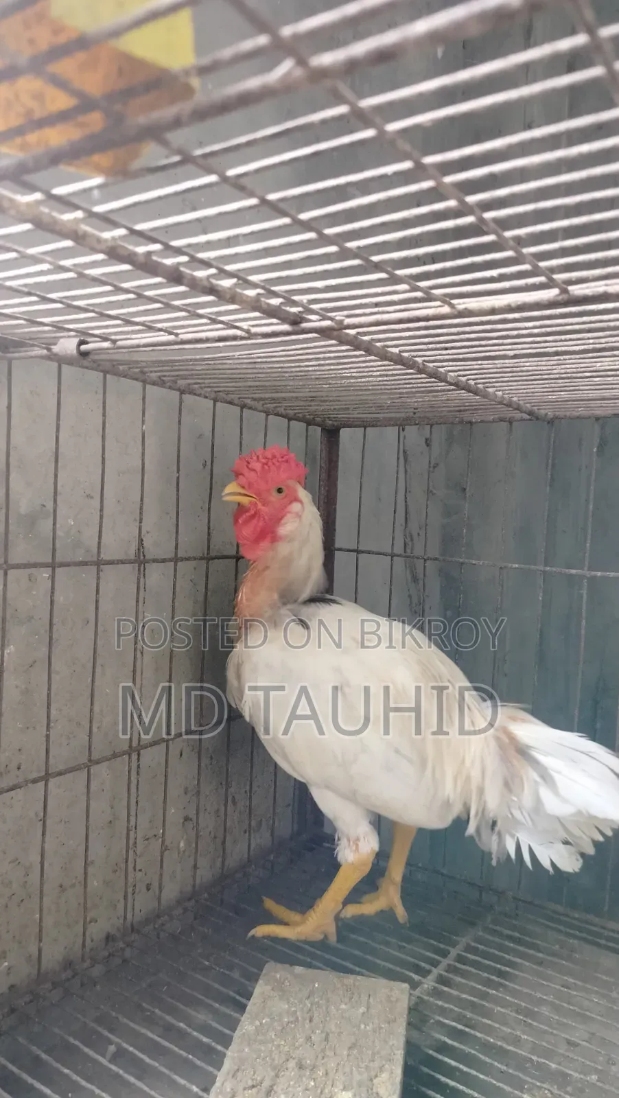 টাইগার মোরগ