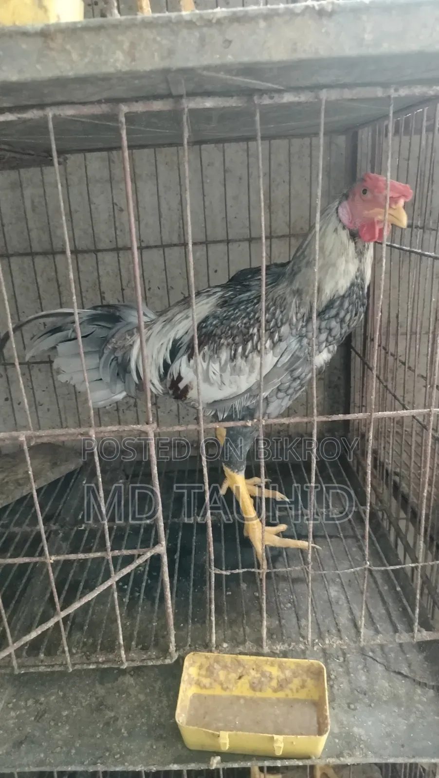 টাইগার মোরগ
