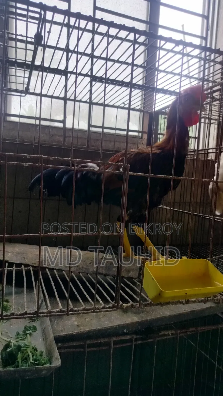 টাইগার মোরগ