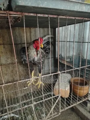 ফাইটার মোরগ