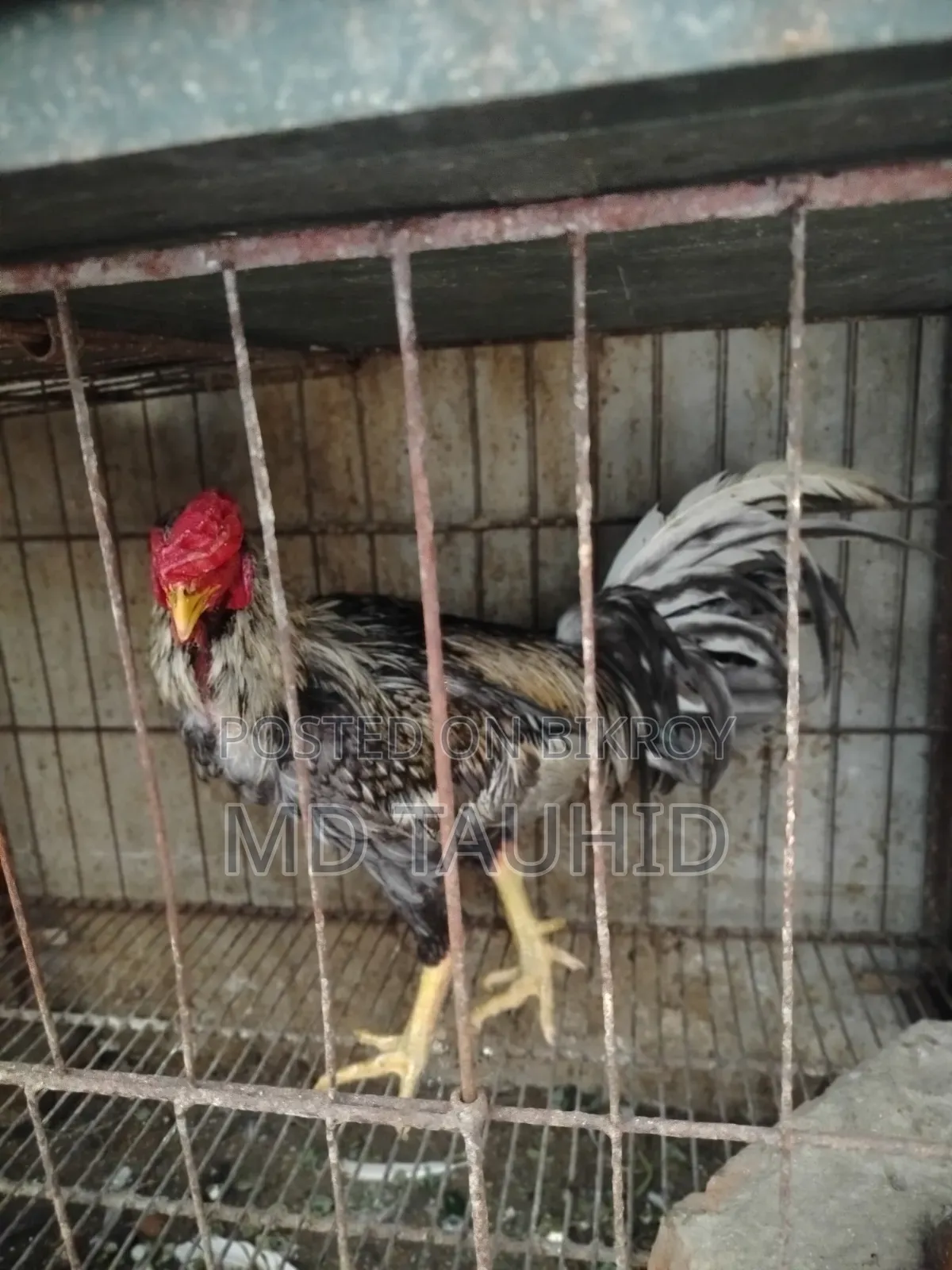 ফাইটার মোরগ