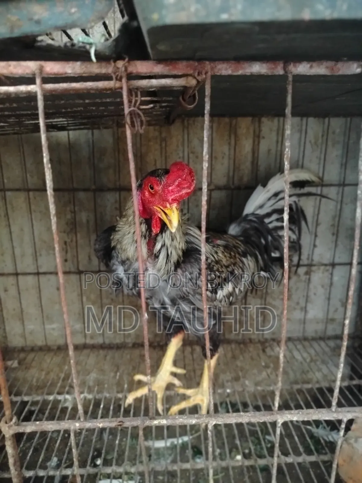 ফাইটার মোরগ