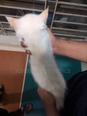 1-3 Months Female Purebred Persian