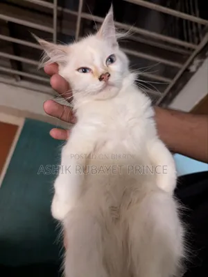1-3 Months Female Purebred Persian