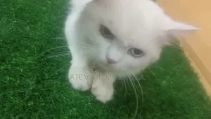 ১+ বছরের পুরুষ বিশুদ্ধ পার্সিয়ান বিড়াল