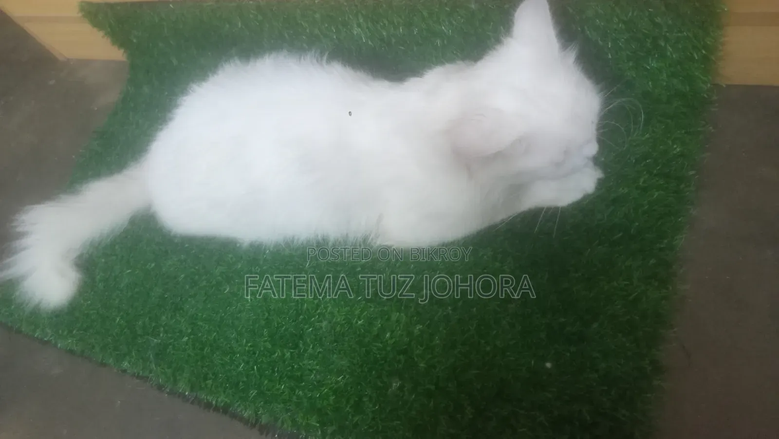১+ বছরের পুরুষ বিশুদ্ধ পার্সিয়ান বিড়াল