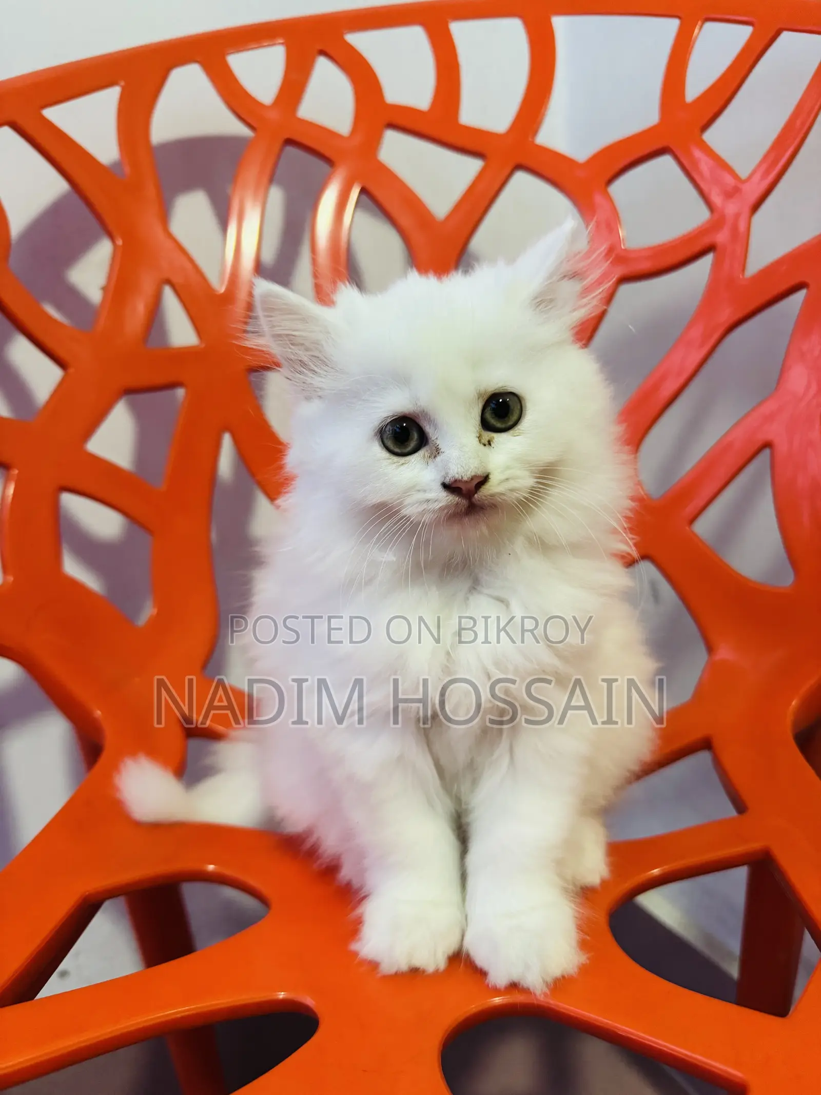 1-3 Months Female Purebred Persian