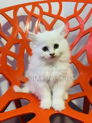 1-3 Months Female Purebred Persian