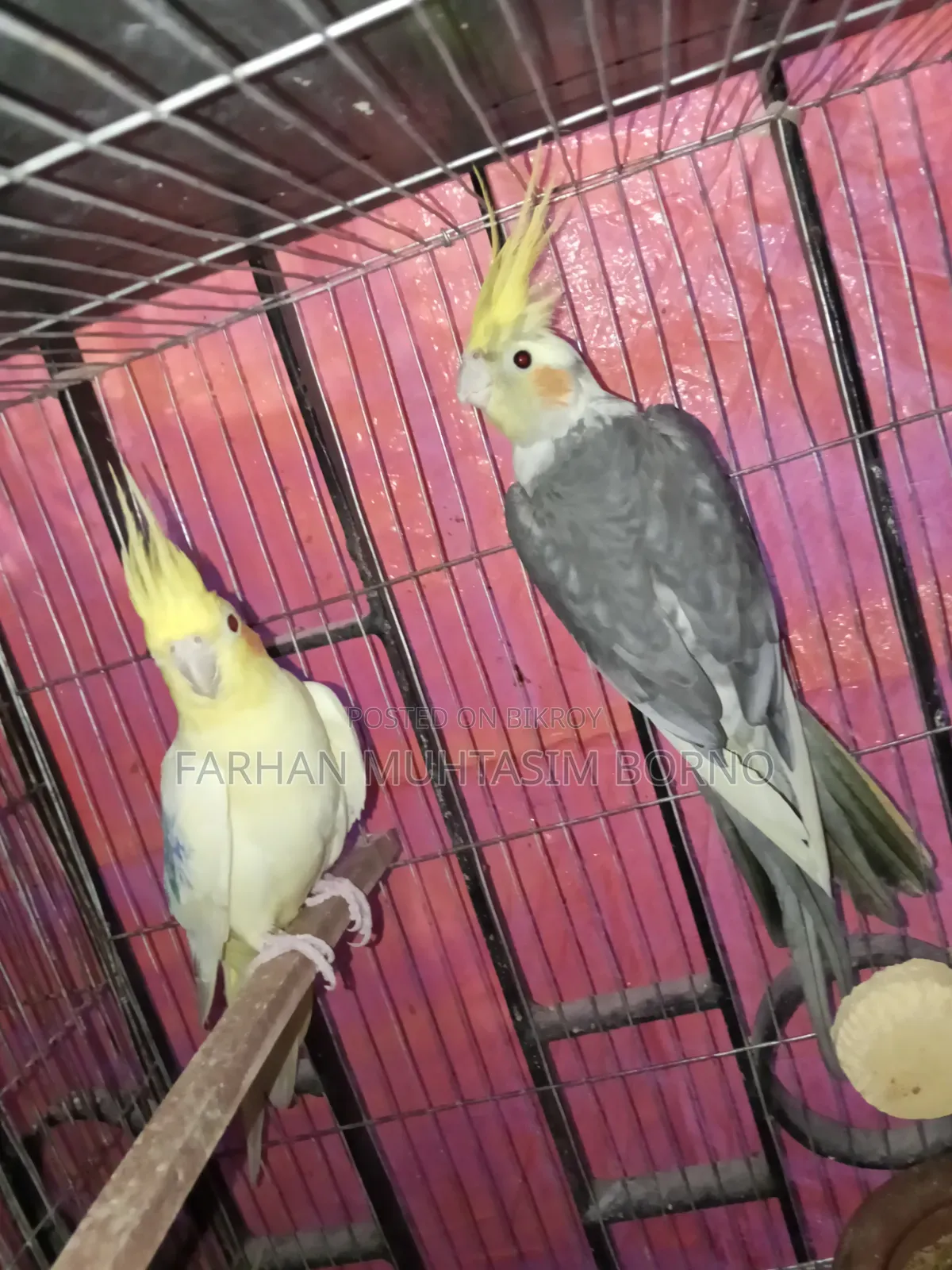 ককাটেল পাখি