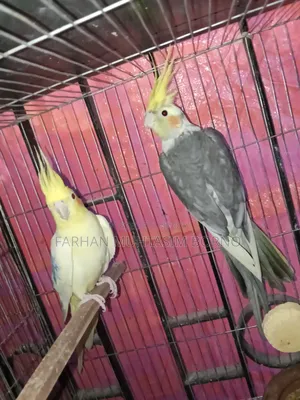 ককাটেল পাখি