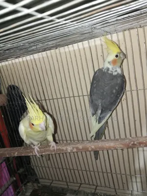 ককাটেল পাখি