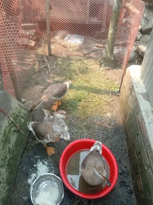 হাঁস ৪টি এখনো ডিম দেই নাই কেউ যদি নিতে চান তাহলে জানান