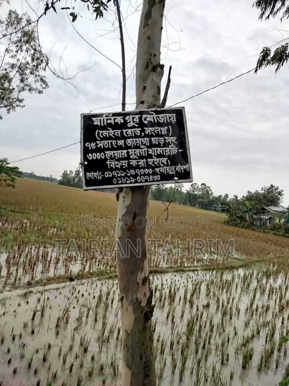 ৭৫ শতাংশের রেডি স্কয়ার সাইজ লেয়ার মুরগির ফার্ম (মেইনরোড সংলগ্ন)
