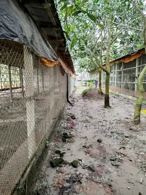 ৭৫ শতাংশের রেডি স্কয়ার সাইজ লেয়ার মুরগির ফার্ম (মেইনরোড সংলগ্ন)
