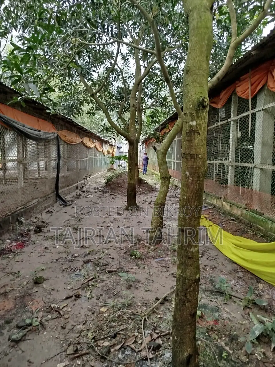 ৭৫ শতাংশের রেডি স্কয়ার সাইজ লেয়ার মুরগির ফার্ম (মেইনরোড সংলগ্ন)