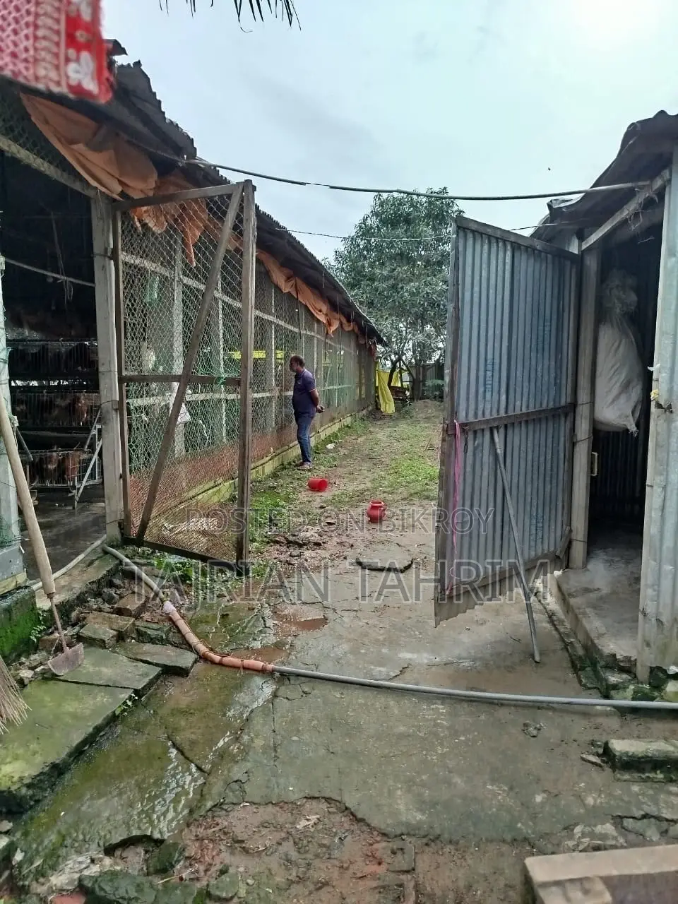 ৭৫ শতাংশের রেডি স্কয়ার সাইজ লেয়ার মুরগির ফার্ম (মেইনরোড সংলগ্ন)