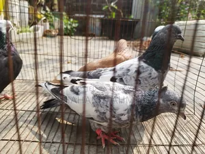 কবুতর ৫টি