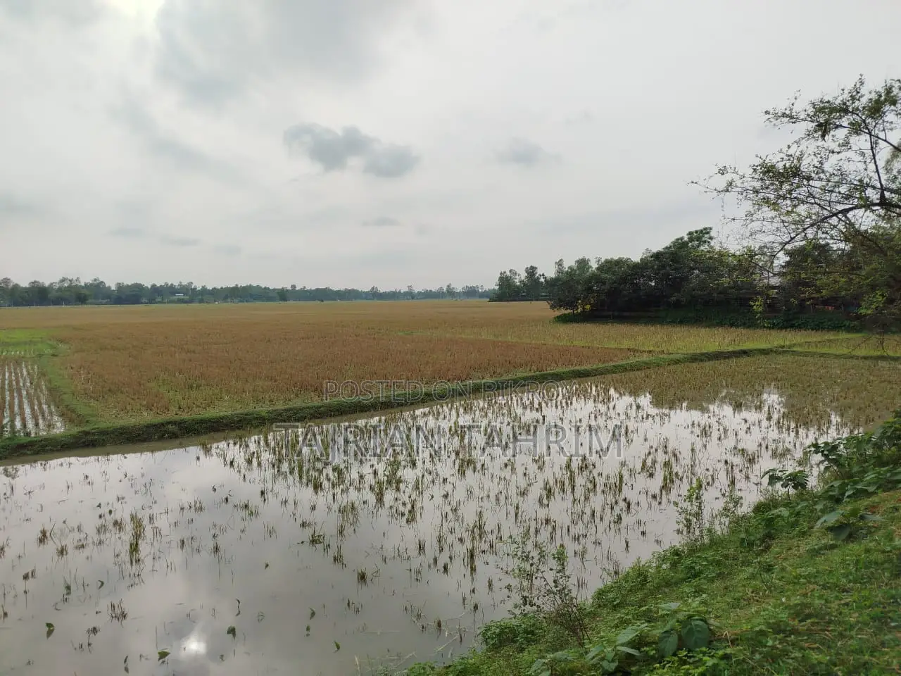 ৭৫ শতাংশের রেডি স্কয়ার সাইজ লেয়ার মুরগির ফার্ম (মেইনরোড সংলগ্ন)